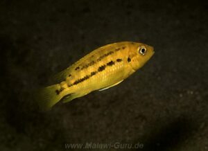 Petrotilapia microgalana